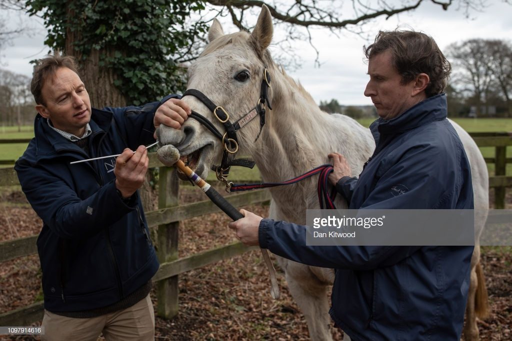 Horse Swabbed For Equine Flu